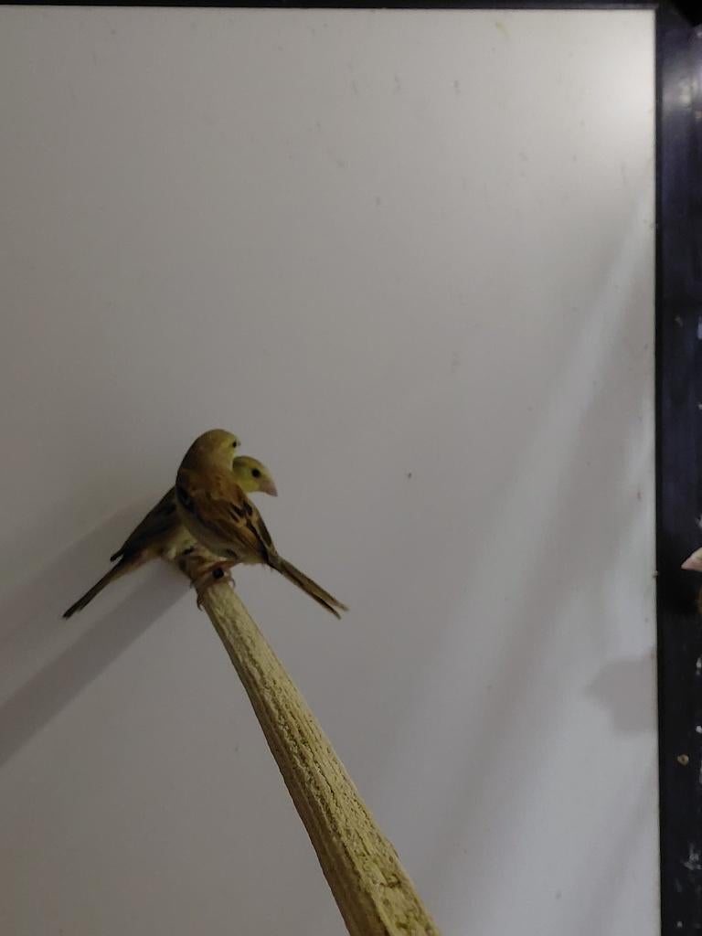 Soedanese Bruinrug Goudmus l Jonge koppels, Meerdere dieren, Wildzangvogel, Geringd