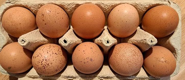 Broedeieren Welsumer kippen, groot ras, Dieren en Toebehoren, Pluimvee, Kip, Geslacht onbekend