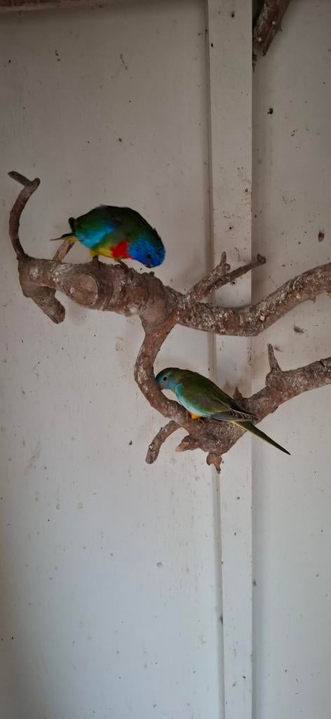 Splendid Wildkleur, Dieren en Toebehoren, Mannelijk, Parkiet