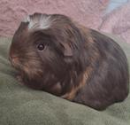 Lieve baby coronet cavia, Dieren en Toebehoren, Februari, Mannelijk, Cavia
