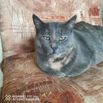 BINNENKAT MISTY 2jr. Bulgarije vriendelijk kan bij katten, Poes, Kortharig, 0 tot 2 jaar