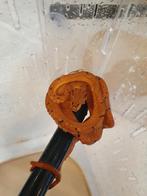 Corallus Hortulanus Dalmatien caramel., Dieren en Toebehoren, Slang, 0 tot 2 jaar