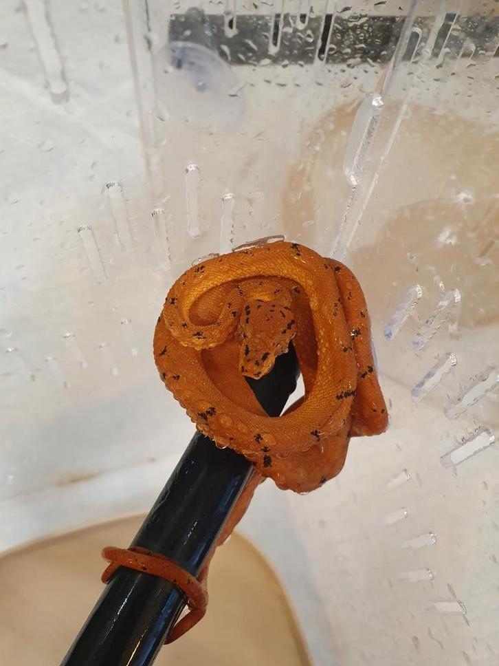 Corallus Hortulanus Dalmatien caramel. Green Tree Python - unknown for sale from hary