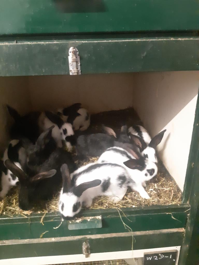 Jonge Lotharingers, Dieren en Toebehoren, Konijnen, Meerdere dieren, Groot