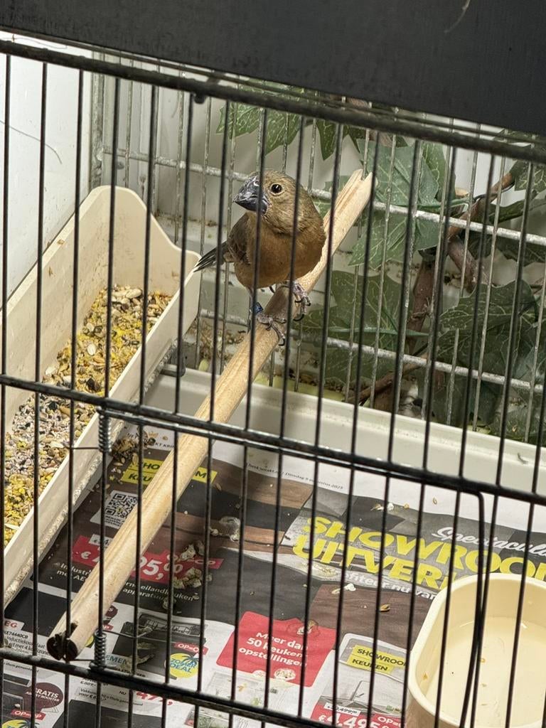 Twa twa pop, Vrouwelijk