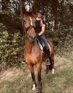 Lieve merrie, Dieren en Toebehoren, Paarden, Merrie, Recreatiepaard, 11 jaar of ouder