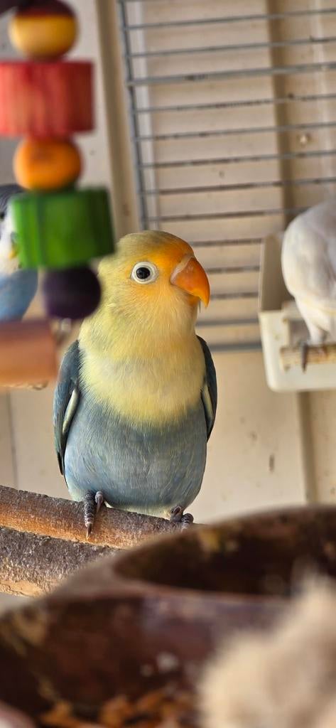 Lieve jongen dwergpapegaai baby blue agapornis fischerie, Geslacht onbekend, Dwergpapegaai of Agapornis, Tam