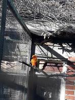 Zonparkieten, Meerdere dieren, Papegaai