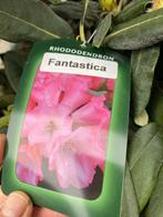 Rhododendron 'Fantastica', 'Golden Torch' of 'Volblut', Vaste plant, Halfschaduw, Lente, Ophalen