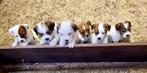 Super mooie Ruwharige Jack Russell pups, Jack Russell Terriër, 8 tot 15 weken, Parvo, Meerdere