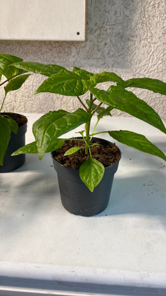 Caroline reaper planten, Tuin en Terras, Planten | Tuinplanten, Ophalen, Eenjarig, Overige soorten, Volle zon