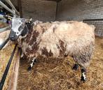 Bonte ram, Dieren en Toebehoren, Mannelijk, Schaap, 0 tot 2 jaar