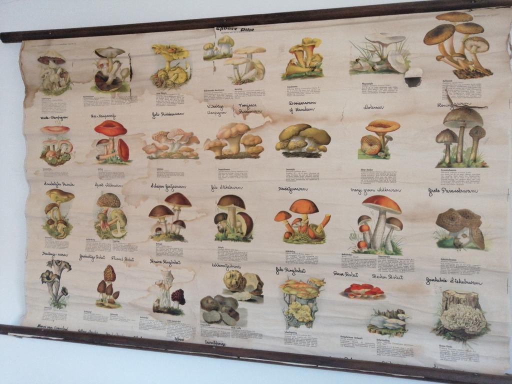 Oude schoolplaat paddenstoelen - Beschadigd, Antiek en Kunst, Antiek | Schoolplaten, Ophalen