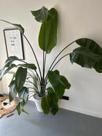 Strelitzia plant met pot, Overige soorten, Volle zon, Vaste plant, Ophalen of Verzenden