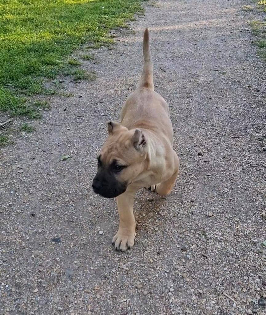 Presa Canario pup - FCI Stamboom - Reu, Particulier, 8 tot 15 weken, Buitenland, Eén hond