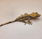 Wimpergekko Crested gecko SALE, Dieren en Toebehoren, Hagedis, Tam, 0 tot 2 jaar