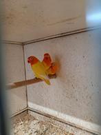 Lutino fischeri (koppel gereserveerd), Meerdere dieren, Dwergpapegaai of Agapornis, Geringd