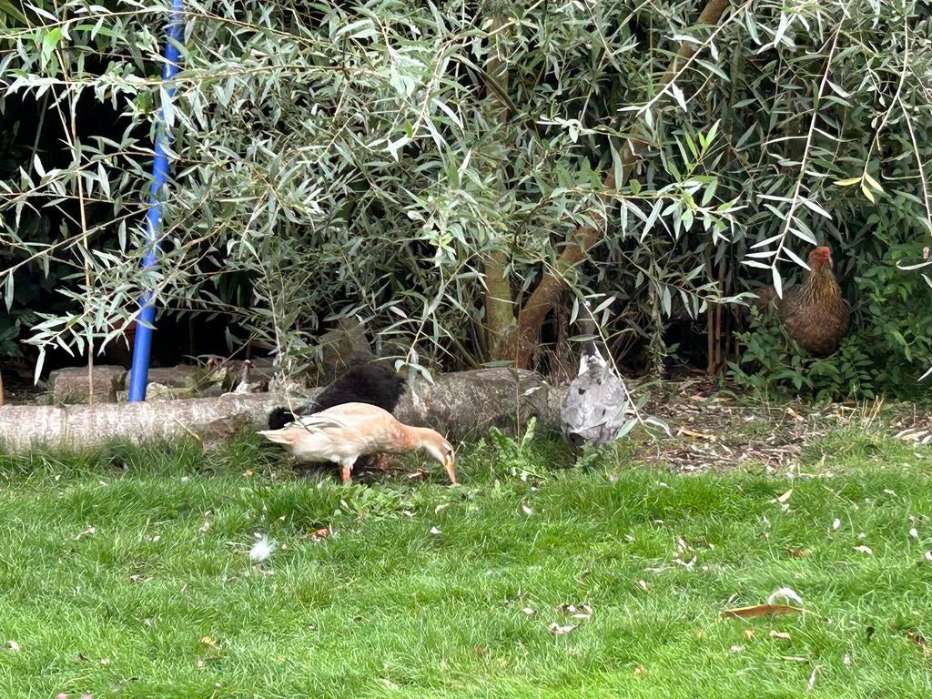 Gezocht vijver zuurstofplanten, Ophalen of Verzenden, Vijverplanten