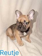 Mooie franse bulldog pups 8 weken oud mogen nest verlaten, Dieren en Toebehoren, Honden | Niet-rashonden, Parvo, 8 tot 15 weken