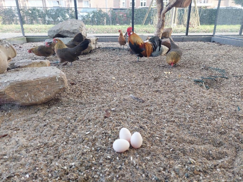 Broedeieren van de Hollandse kriel, Dieren en Toebehoren, Pluimvee, Geslacht onbekend, Kip