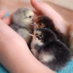 cochin kriel, Dieren en Toebehoren, Geslacht onbekend, Kip