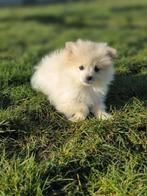 Lieve sociale keeshondjes te koop, Parvo, België, Keeshond, 15 weken tot 1 jaar