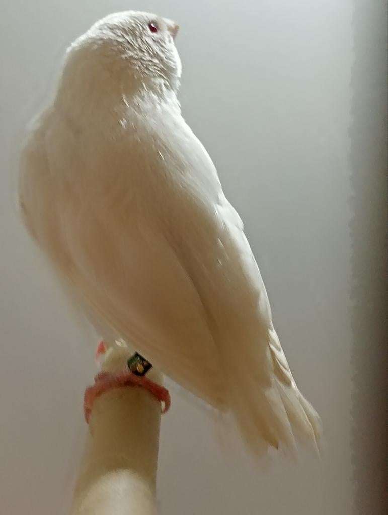 Tekoop albino gouldamadine, Mannelijk, Kleurkanarie