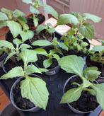 Yacon, Ophalen, Voorjaar, Volle zon, Knol