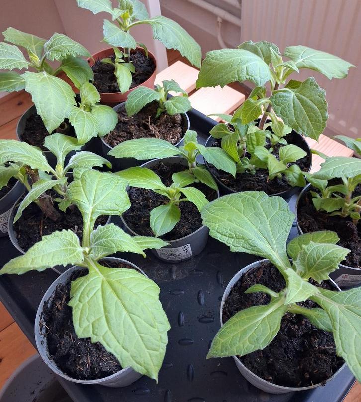 Yacon, Tuin en Terras, Bloembollen en Zaden, Knol, Voorjaar, Volle zon, Ophalen