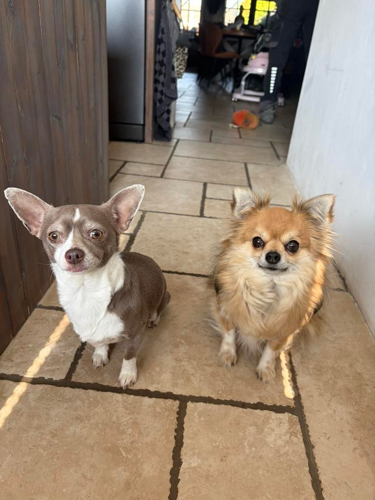 2 Lieve Chihuahua’s (5 jaar) zoeken een nieuw thuis, Parvo, Meerdere, Meerdere dieren, Chihuahua