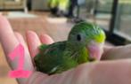 Forpus kuikens week 8/2026, Dieren en Toebehoren, Vogels | Parkieten en Papegaaien, Geslacht onbekend, Dwergpapegaai of Agapornis
