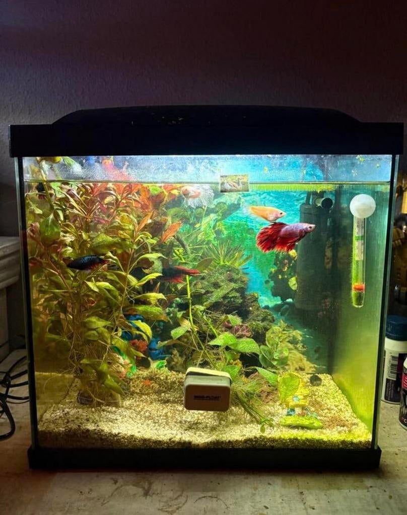 COMPLEET AQUARIUM BETA/KEMP VIS, Ophalen, Zo goed als nieuw, Gevuld zoetwateraquarium