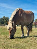 9 jarige poolse koudbloed merrie., Dieren en Toebehoren, Paarden, Merrie, Recreatiepaard