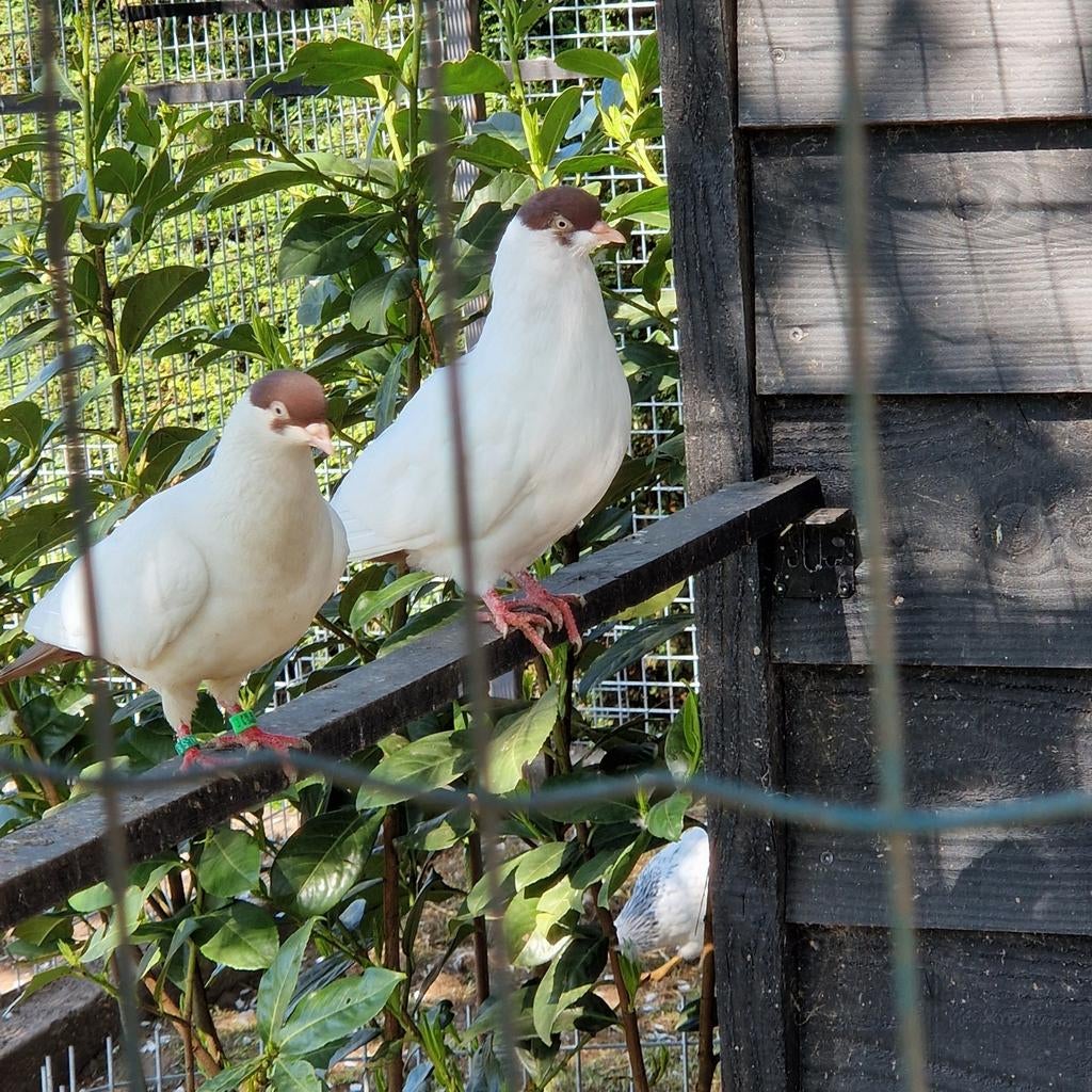 Helmduif (doffer), Dieren en Toebehoren, Mannelijk, Kropper