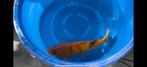 Imposante Golden Corn Koi 75 cm – 5jr – Taniguchi kwaliteit, Karper of Koi