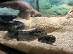 Bci black motley, Dieren en Toebehoren, Reptielen en Amfibieën, Slang, 0 tot 2 jaar