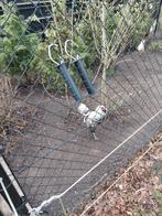 Uilebaarden 3 hennen en een haan, Meerdere dieren, Kip