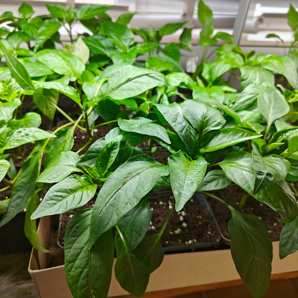 Paprika, Peper en Aubergine planten. Biologisch opgekweekt., Ophalen, Volle zon