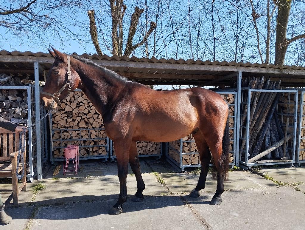 Springpaard, Springpaard, Met stamboom, Ruin, M