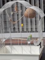 Kooi inclusief parkiet man, Dieren en Toebehoren, Vogels | Hokken en Kooien, Ophalen of Verzenden, Zo goed als nieuw, Metaal, Vogelkooi