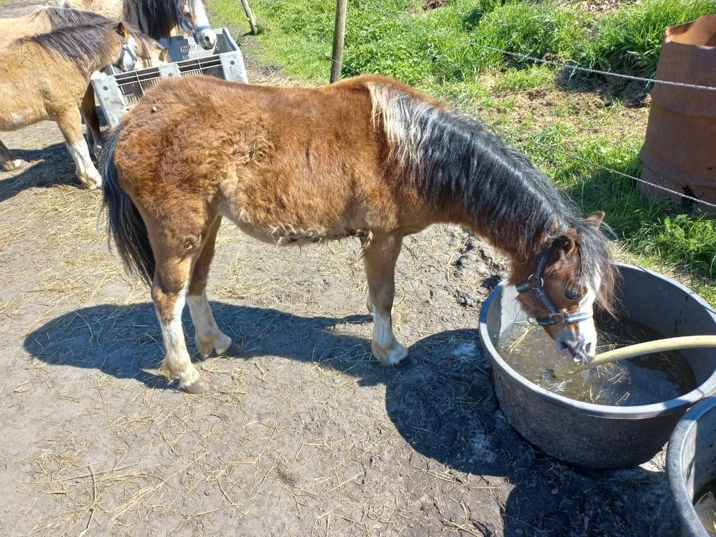 Welsh a jaarling merrie, Dieren en Toebehoren, Pony's, Merrie, Met stamboom, 0 tot 2 jaar, A pony (tot 1.17m)