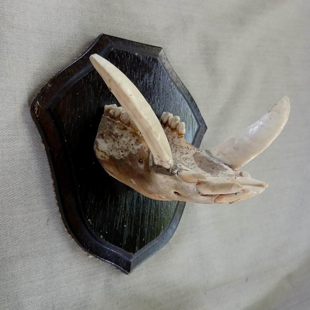 Vintage slagtanden van wild zwijn op wandbord, Verzamelen, Dierenverzamelingen, Zo goed als nieuw, Beeldje of Figuurtje, Ophalen of Verzenden