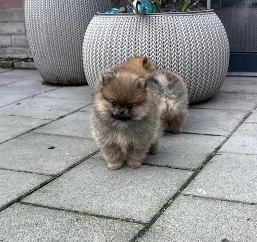 zeer kleine pomeranian pups (NL gefokt) stamboom, Dieren en Toebehoren, Parvo, Keeshond, 8 tot 15 weken, Meerdere