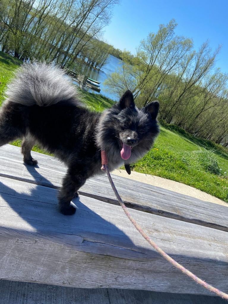 Prachtige Pomeriaan reu NU beschikbaar!, Reu, 1 tot 2 jaar, Parvo, Eén hond