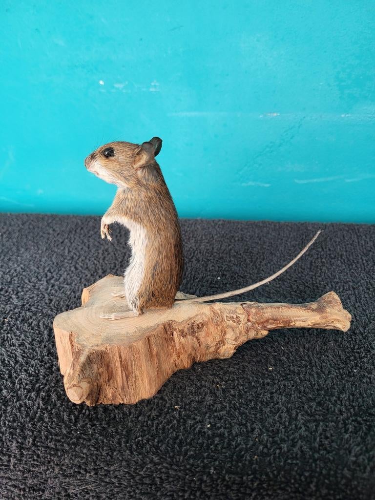 Een prachtige opgezette muisje!Nr 5, Verzamelen, Dierenverzamelingen, Ophalen of Verzenden, Nieuw, Overige soorten, Opgezet dier