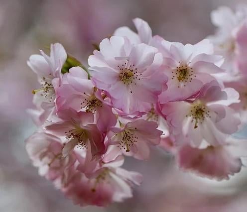 Japanse sierkers – Prunus serrulata ‘Fugenzo’, Tuin en Terras, Planten | Bomen, Ophalen of Verzenden