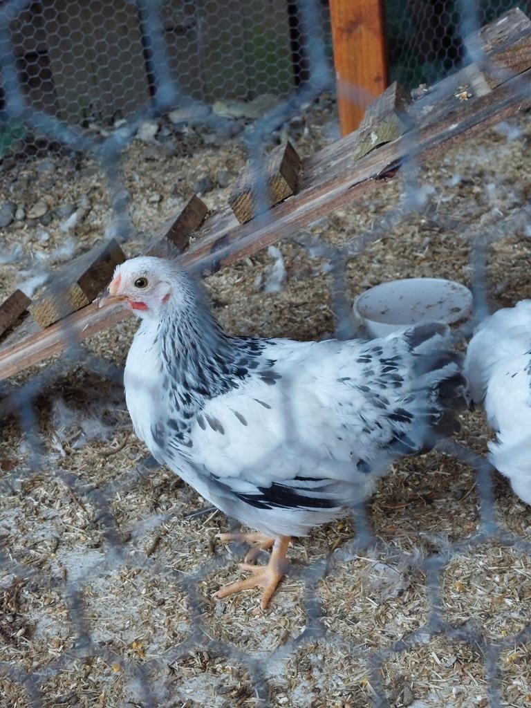 2 Wyandotte columbian kriel haantjes, Dieren en Toebehoren, Pluimvee, Mannelijk, Kip
