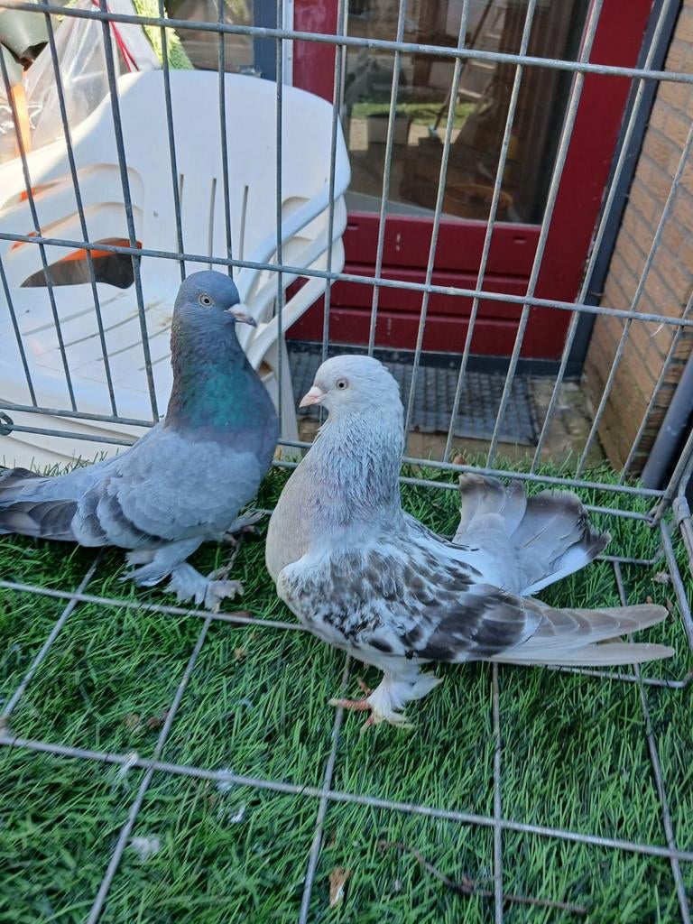 Koppel duiven takla, Dieren en Toebehoren, Pluimvee, Meerdere dieren, Eend