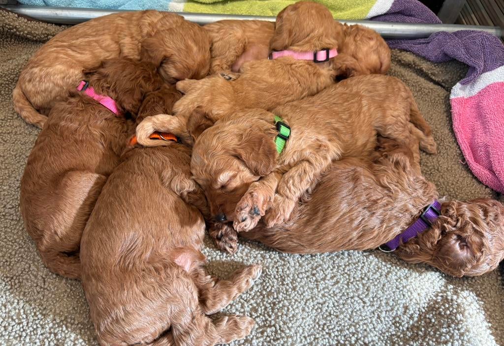 Poedel , toy/dwerg poedel puppy’s geboren 30 maart, Dieren en Toebehoren, 8 tot 15 weken, Teef, Meerdere, Klein