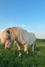 Ter dekking liefste pintaloosa hengst 78 cm, Hengst